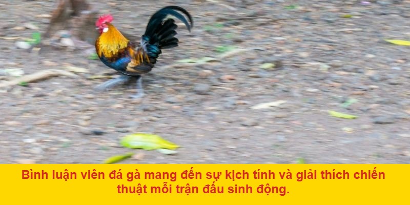 Một số mẹo xem đá gà để nâng cao trải nghiệm
