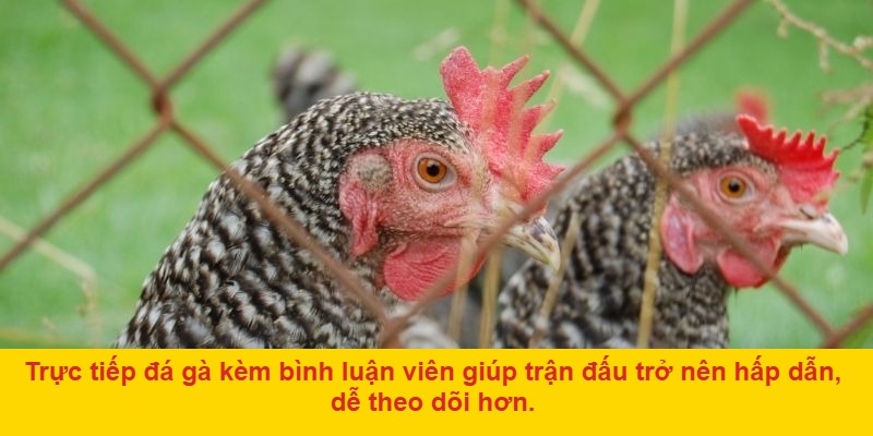 Vì sao nên chọn AE888 để xem đá gà trực tiếp bình luận viên?