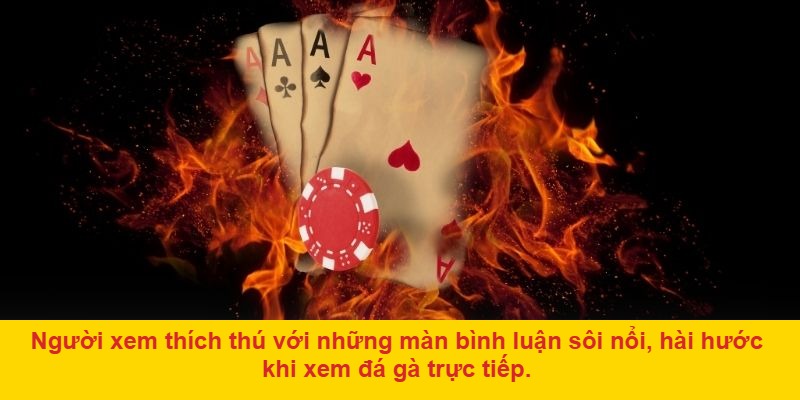 Đá gà trực tiếp bình luận viên là gì?