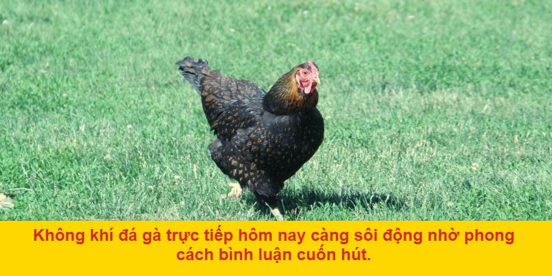Hướng dẫn xem và đặt cược đá gà trực tiếp bình luận viên tại AE888