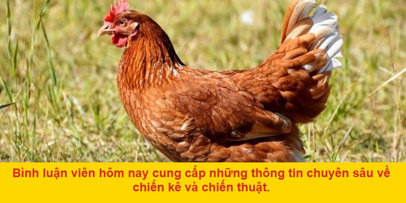 Vì sao Đá gà trực tiếp bình luận viên hôm nay lại quan trọng trong đá gà trực tuyến?