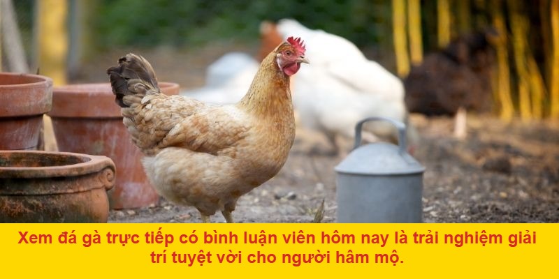 Đá gà trực tiếp bình luận viên hôm nay có gì đặc biệt?
