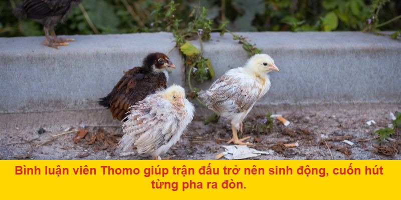 Mẹo theo dõi Đá Gà Trực Tiếp Thomo Bình Luận Viên hiệu quả hơn
