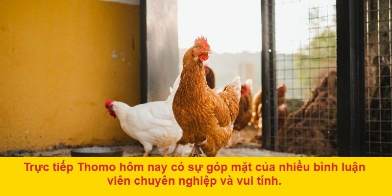 Bình luận viên chuyên nghiệp, giàu cảm xúc và kiến thức