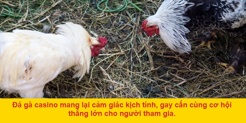 Đá gà casino trên AE888: Lý do nên lựa chọn