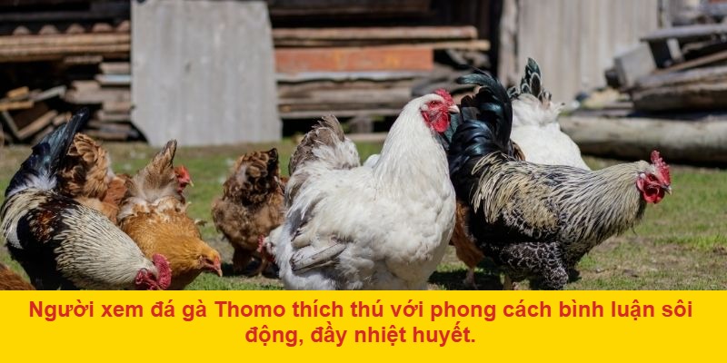Trường gà Thomo – nơi khai sinh những trận chiến đỉnh cao