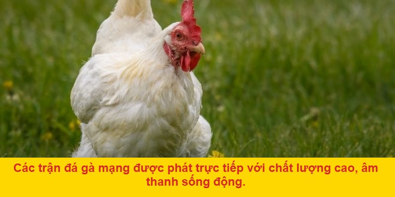 Vì sao đá gà mạng tại AE888 là lựa chọn thông minh?
