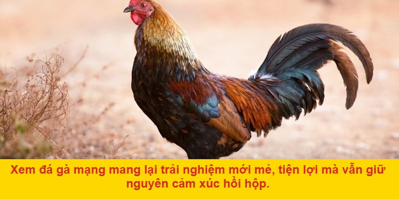 Giao diện thân thiện, đặt cược linh hoạt