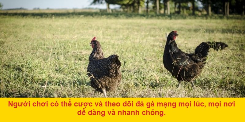 Đá gà mạng là gì? Vì sao thu hút người chơi đến vậy?
