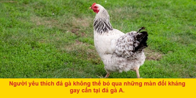 Bảo mật tuyệt đối