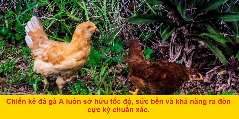 Các loại cược đá gà phổ biến và mẹo cá cược hiệu quả