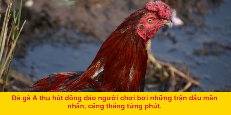 Đá gà a là gì?