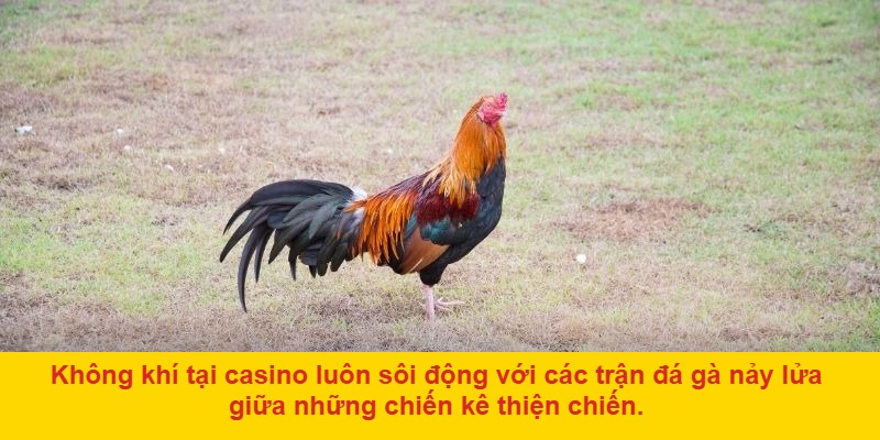 Cách chơi đá gà casino