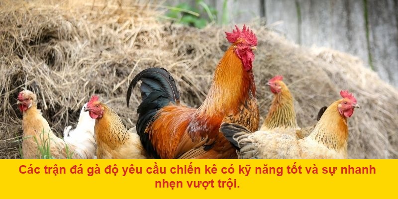 Hệ thống CSKH linh hoạt, thưởng lớn, bảo mật cao
