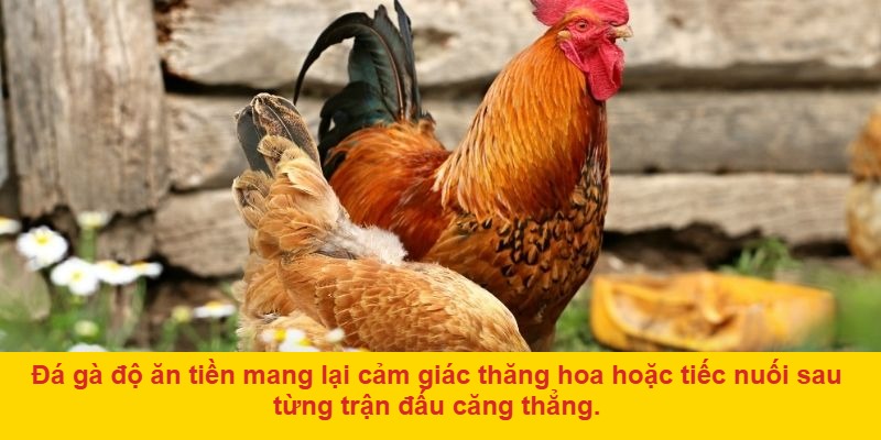 Đá gà độ ăn tiền – Thế giới thực chiến ngay trong tầm tay bạn