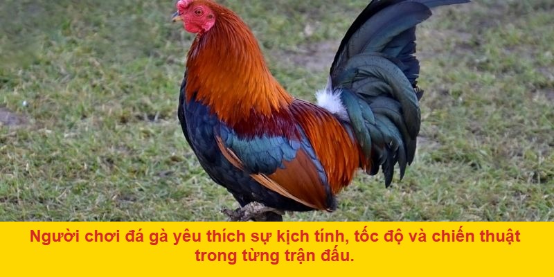 Các cửa cược phổ biến tại AE888