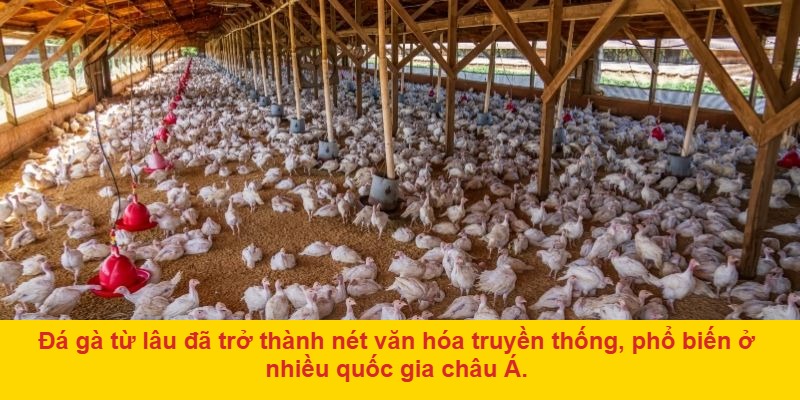 Đá gà là gì? Nguồn gốc và sự phát triển qua thời gian
