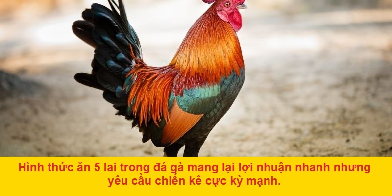 Tận dụng phần nhận định từ BLV và lịch sử chiến kê