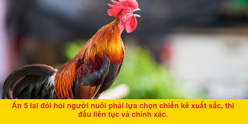 Cách áp dụng đá gà ăn 5 lai trong cá cược online