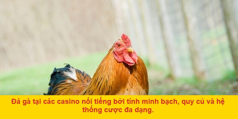 Đá gà casino là gì?