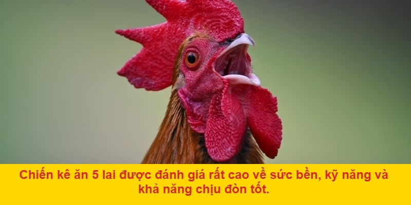 Đá gà ăn 5 lai là sao? Nguồn gốc và cách hiểu đơn giản