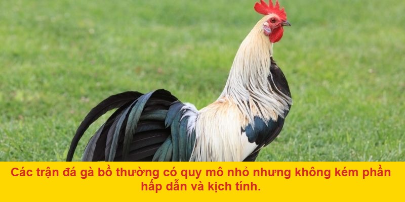 Chọn thời điểm cược thích hợp