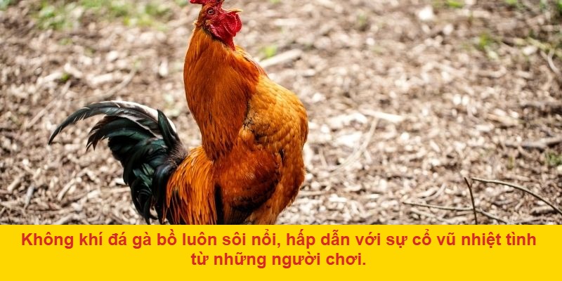 Lựa chọn gà cược