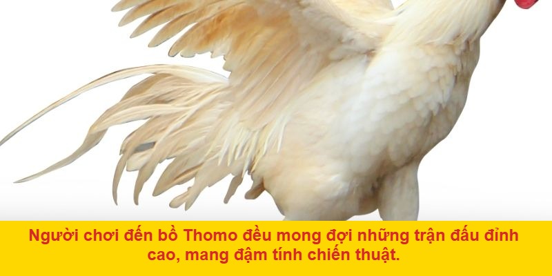 Trải nghiệm cá cược chân thực
