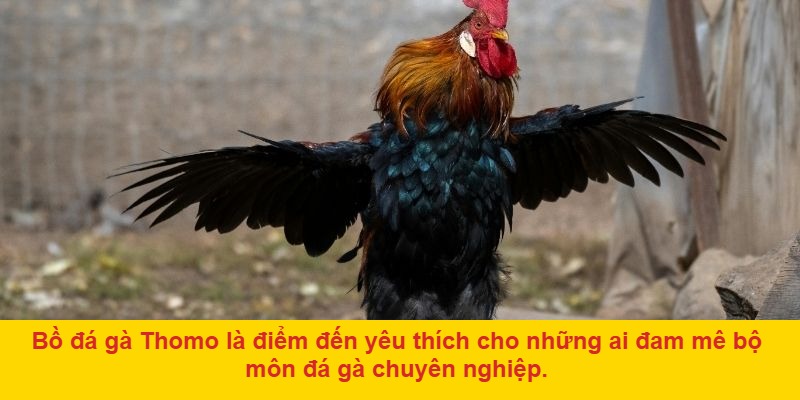 Lựa chọn gà và đặt cược