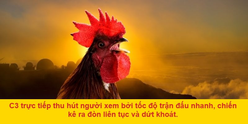 C3 đá gà trực tiếp là gì?