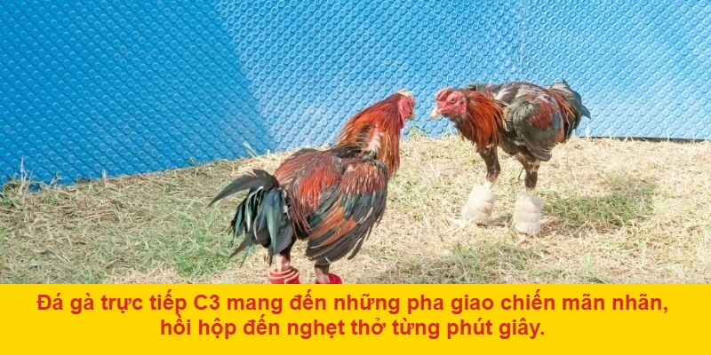 3. Bình luận trực tiếp và phân tích chuyên sâu