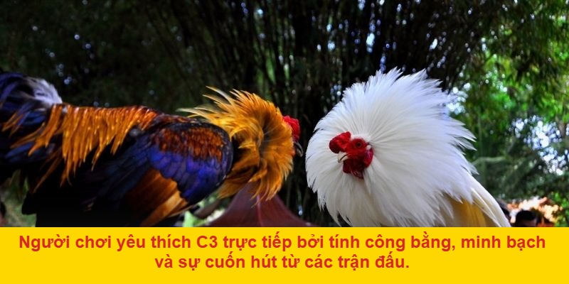 Chọn thời điểm cược hợp lý