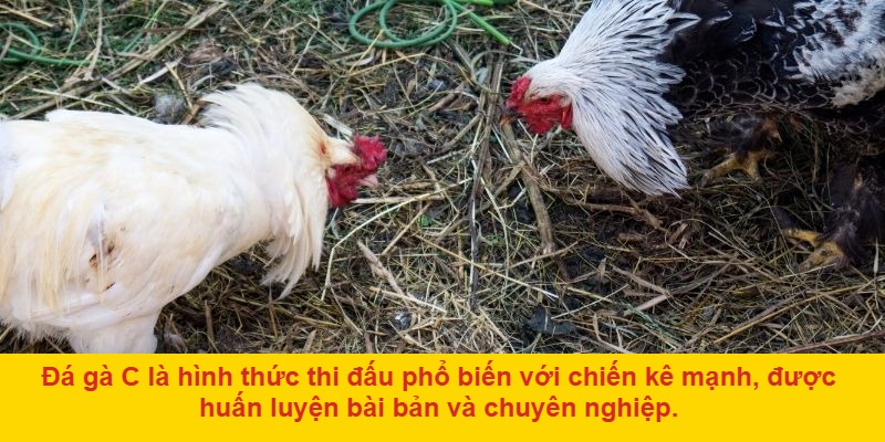 Theo dõi trận đấu và chờ kết quả