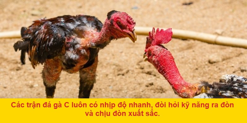 Theo dõi tỷ lệ cược