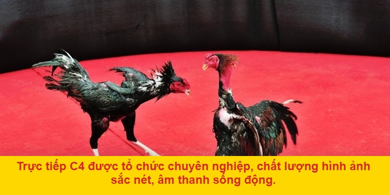 Hướng dẫn tham gia trò chơi đá gà c4 trực tiếp
