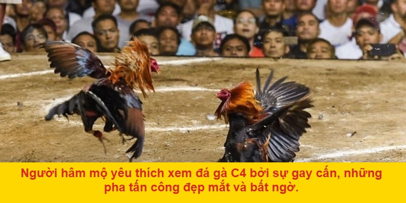 Luật chơi và các loại cược trong đá gà c4