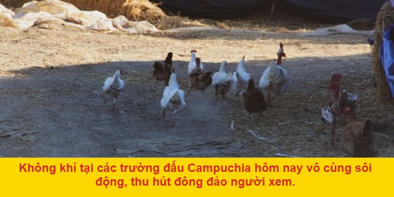 Các chiến lược khi chơi đá gà Campuchia hôm nay