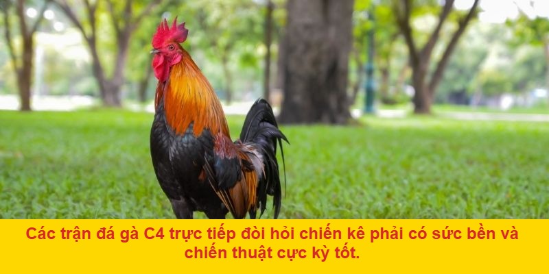 Giới thiệu tổng quan về đá gà c4 trực tiếp