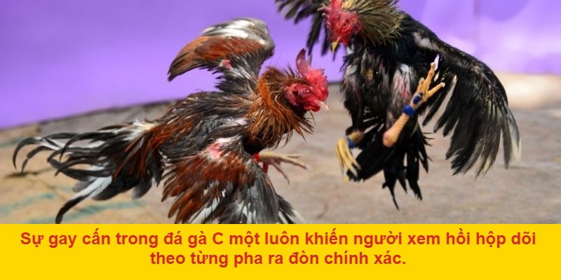 Giới thiệu tổng quan về đá gà c một