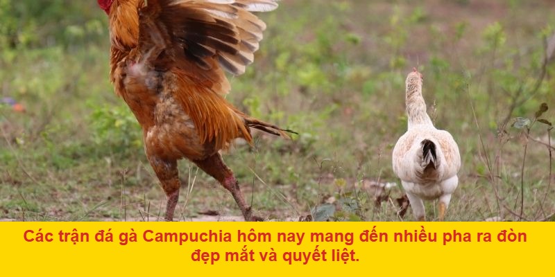 Cách chơi đá gà Campuchia hôm nay