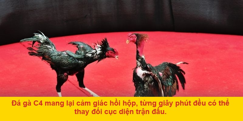 Giới thiệu tổng quan về đá gà c 4