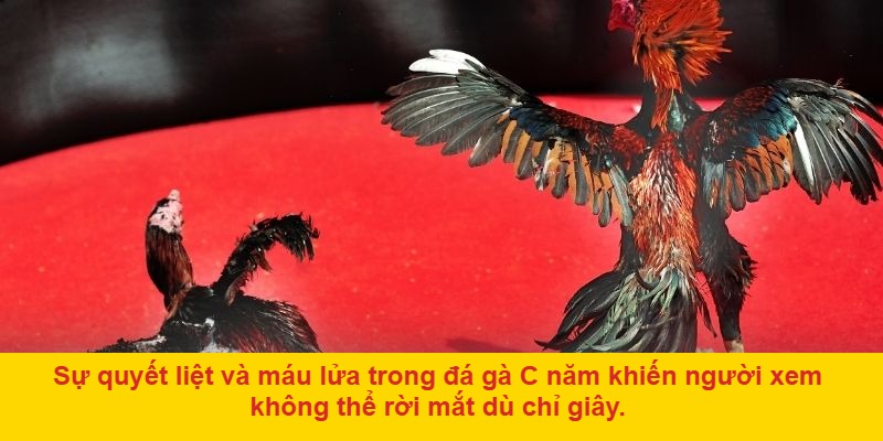 Hãy bắt đầu bằng việc quan sát chiến kê ngay từ những giây đầu