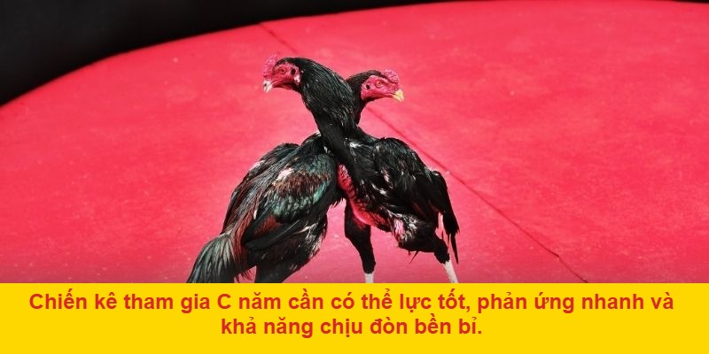 Tại sao đá gà c năm đang dẫn đầu xu hướng cược trực tuyến?
