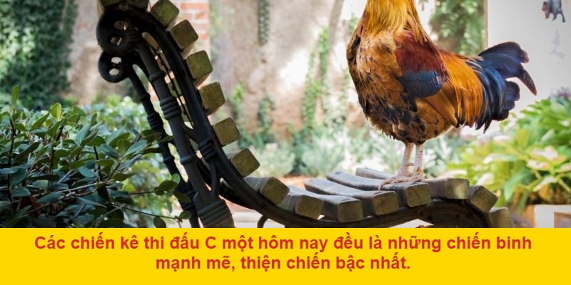 Quan sát trước – cược sau, không hành động vội vàng