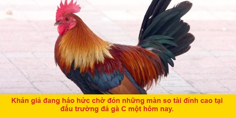Cách chơi đá gà c một hôm nay dễ hiểu cho người mới
