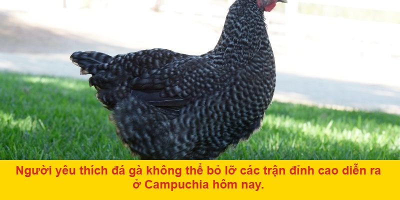 Đá gà Campuchia hôm nay là gì?