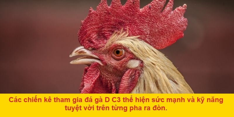 Xác định thắng thua trong d đá gà trực tiếp c3 – Nhanh gọn nhưng chính xác