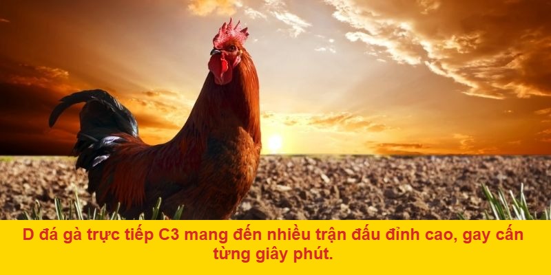 Định nghĩa d đá gà trực tiếp c3 – Cược theo cú đá, thắng ngay trận đầu