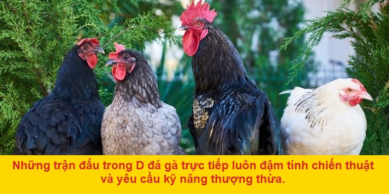 Kinh nghiệm cá cược d đá gà trực tiếp cho người mới và cược thủ lâu năm