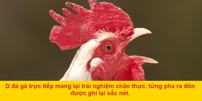 Các giải đấu lớn trong hệ thống d đá gà trực tiếp